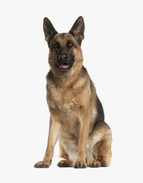 Nutrition Boost Bone