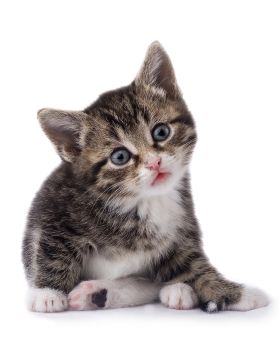 Chicken Frick a Zee-Black