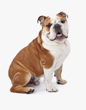 Superfood Sauce Skin