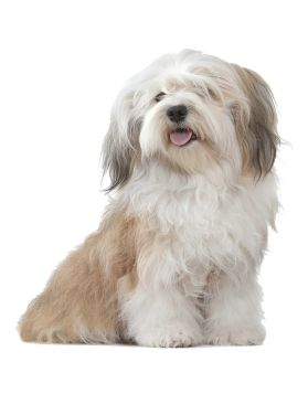 Grain-Free Dry Dog Food