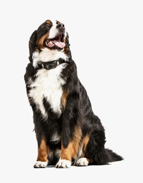 Protein High Meat Canned Dog Food