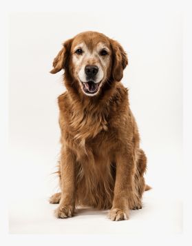 Nutritious Gravy Food Topper